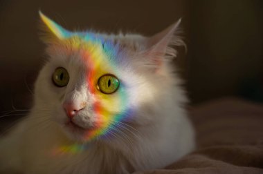 Yüzünde gökkuşağı olan beyaz tüylü bir kedi yatak odasında yatıyor..