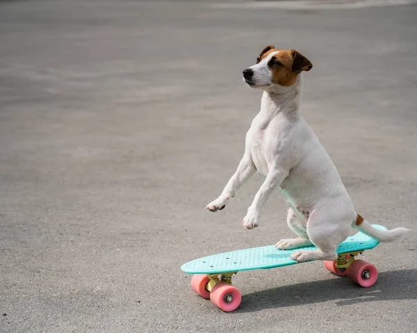 Pies jeździ po tarasie. Jack Russell Terrier wykonuje sztuczki na deskorolce — Zdjęcie stockowe