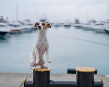 Jack Russell Terrier 'in köpeği limanın kıyısında oturuyor. Yat Kulübü.