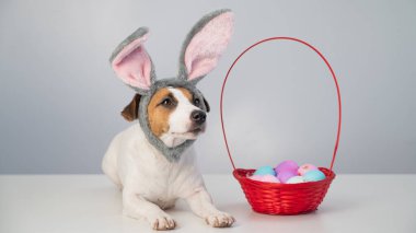 Beyaz arka planda boyalı paskalya yumurtaları olan bir sepetin yanındaki tavşan çemberindeki sevimli Jack Russell Terrier köpeği..