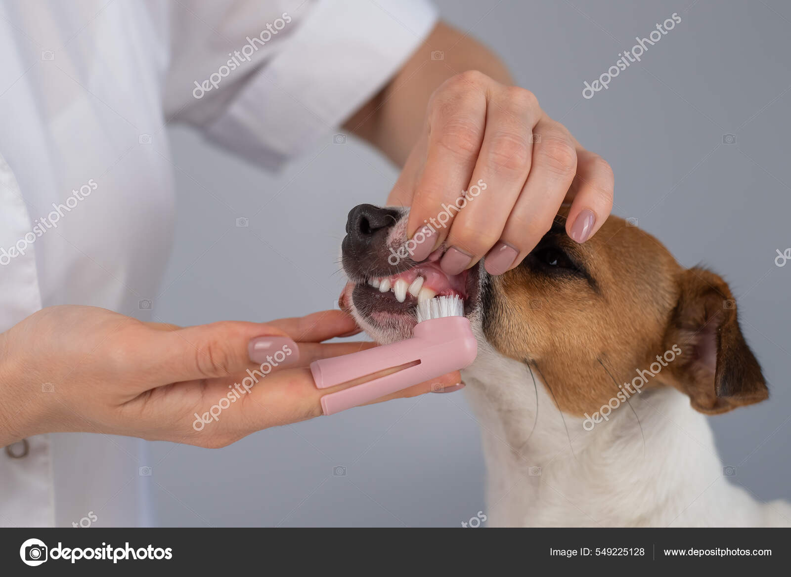 Woman veterinarian brushes the teeth of the dog jack russell terrier with a special brush