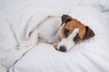 Jack Russell Terrier köpeği yorganın altında yatıyor. Hayvan yatak odasında uyuyor..