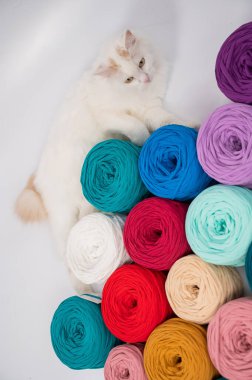 Pamuklu bir kedinin çok renkli pamuk kediler arasındaki yakın çekimi.