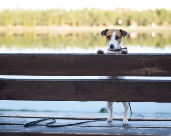 Samotny pies na ławce nad jeziorem. — Zdjęcie stockowe