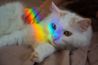 Bir kadın beyaz tüylü bir kediyi yatakta okşuyor..