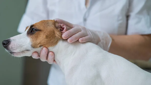 獣医師は犬の耳を調べる。ジャック・ラッセル・テリア・イヤー・アレルギー. — ストック写真