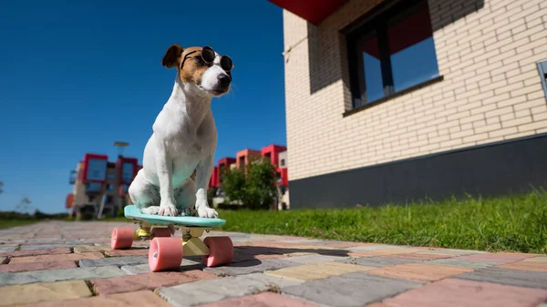 Jack Russell cão terrier em óculos de sol monta um penny board ao ar livre. — Fotografia de Stock