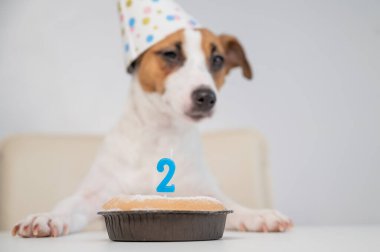 Jack Russell Terrier 'ın beyaz arka planda mumlu turta şapkalı hâli. Köpek ikinci doğum gününü kutluyor.