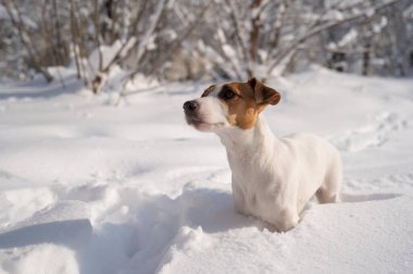 Kışın karda Jack Russell Terrier köpeği. 
