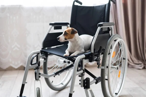 Jack Russell Terrier cão senta-se em uma cadeira de rodas. Um amigo dedicado está esperando o proprietário. — Fotografia de Stock