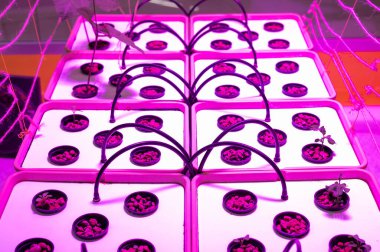 Aero ortamında büyüyen bitkilerle dolu saksılar. Hidrofonik.