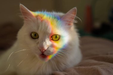 Yüzünde gökkuşağı olan beyaz tüylü bir kedi yatak odasında yatıyor..