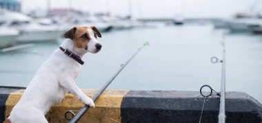 Jack Russell Terrier köpeği limanın yanında elinde olta ile oturuyor.. 