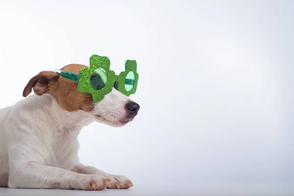 Retrato de um cão jack russell terrier em óculos engraçados em um fundo branco. Saint patricks dia feriado conceito — Fotografia de Stock