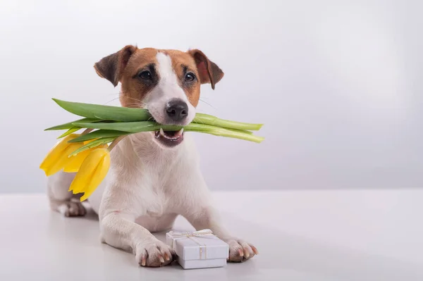Um cachorro bonito fica ao lado da caixa de presente e segura em sua boca um buquê de tulipas amarelas em um fundo branco. Cartão de saudação para o Dia Internacional da Mulher em 8 de março — Fotografia de Stock