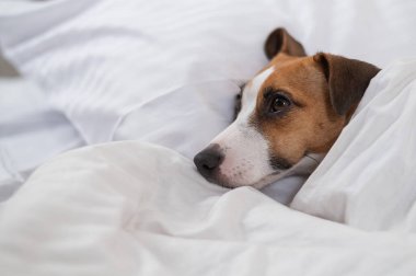 Jack Russell Terrier köpeği yorganın altında yatıyor. Hayvan yatak odasında uyuyor..