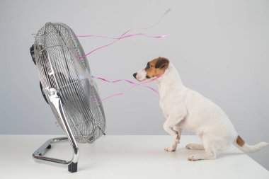 Jack Russell Terrier köpeği beyaz arka planda elektrikli vantilatörün serinletici esintisinin tadını çıkarıyor..