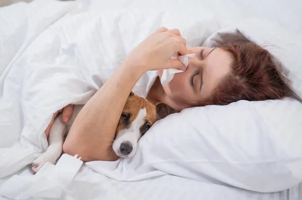 Mulher caucasiana está doente. Uma menina sopra o nariz em um guardanapo enquanto deitada na cama com um cachorro Jack Russell Terrier. — Fotografia de Stock