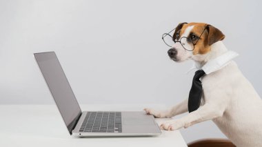 Gözlüklü ve kravatlı teriyer köpeği Jack Russell laptopta beyaz arka planda çalışır..