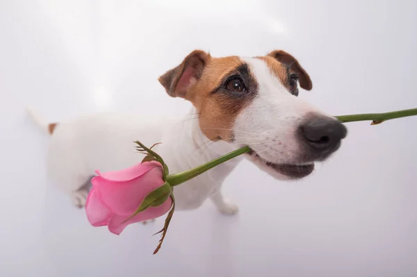 Vista superior de um cão engraçado com uma rosa na boca sobre um fundo branco. Ângulo largo. — Fotografia de Stock