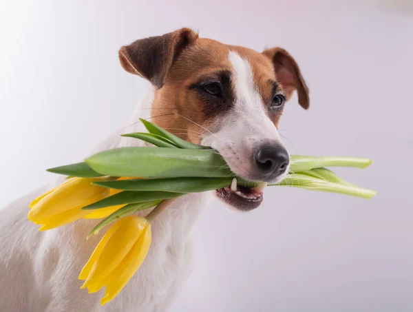 Retrato de um valete russell terrier em um buquê de tulipas amarelas em sua boca em um fundo branco. Cão parabeniza com Dia Internacional da Mulher — Fotografia de Stock
