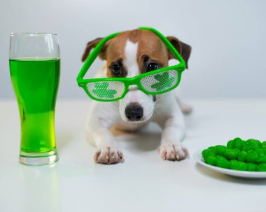 Elinde bir kupa yeşil bira ve beyaz arka planda komik gözlüklü fındıklı sandviç. Jack Russell Terrier Aziz Patrick gününü kutluyor.
