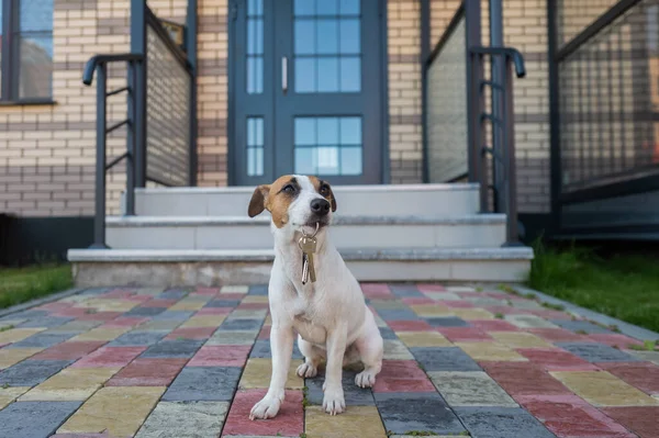 Собака Джек Рассел Терьер сидит у двери, держа ключи от дома. — стоковое фото