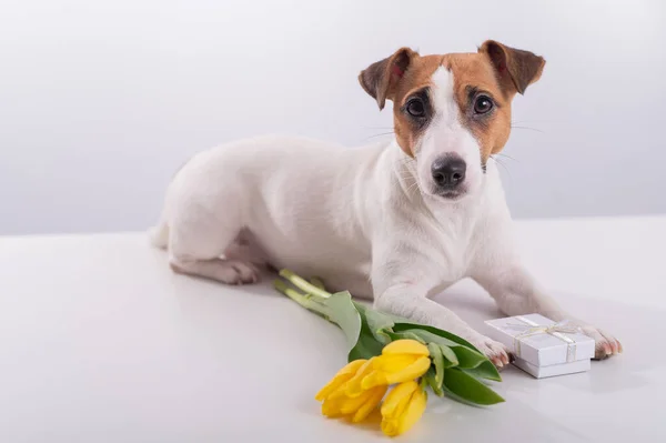 Un lindo perro se encuentra junto a cajas de regalo y sostiene en su boca un ramo de tulipanes amarillos sobre un fondo blanco. Tarjeta de felicitación para el Día Internacional de la Mujer el 8 de marzo — Foto de Stock