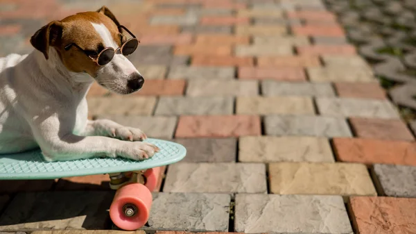 Jack Russell Terrier pies w okularach przeciwsłonecznych jeździ na tarasie. — Zdjęcie stockowe