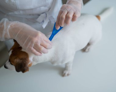 Bir veteriner, asalakların üzerine ilaç dökerek bir köpeği tedavi eder.. 