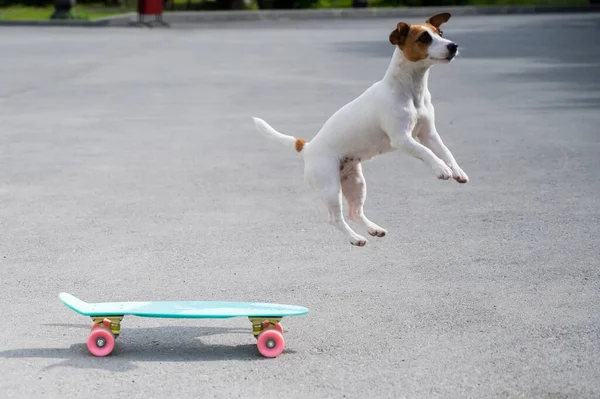 Le chien monte un penny board à l'extérieur. Jack Russell terrier effectuant des tours sur une planche à roulettes — Photo