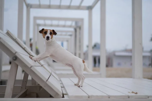Jack Russell Terrier σκυλί βρίσκεται σε μια ξύλινη ξαπλώστρα στην παραλία. — Φωτογραφία Αρχείου
