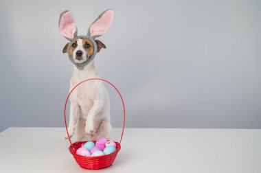 Beyaz arka planda boyalı paskalya yumurtaları olan bir sepetin yanındaki tavşan çemberindeki sevimli Jack Russell Terrier köpeği..