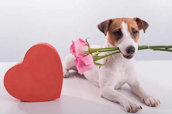 Πορτρέτο του αστείου σκύλου Jack Russell Terrier με λουλούδια στα δόντια και κουτιά του σε μορφή καρδιάς. Ημέρα του Αγίου Βαλεντίνου ευχετήρια κάρτα — Φωτογραφία Αρχείου