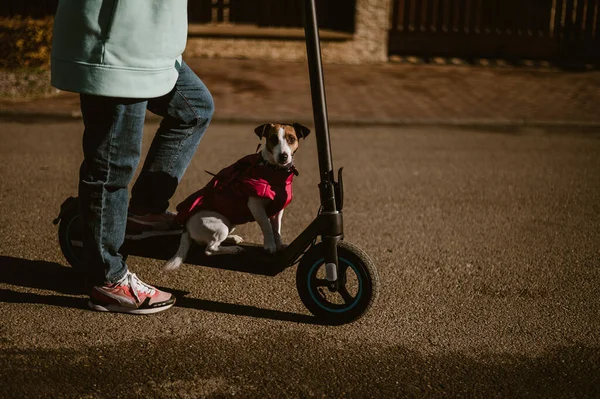 En kvinna åker en elskoter runt stugbyn med hunden. Jack Russell Terrier i rosa jacka en sval höstdag. — Stockfoto