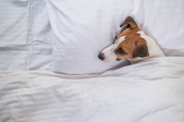Jack Russell Terrier köpeği yorganın altında yatıyor. Hayvan yatak odasında uyuyor..