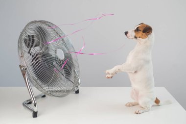 Jack Russell Terrier köpeği beyaz arka planda elektrikli vantilatörün serinletici esintisinin tadını çıkarıyor..