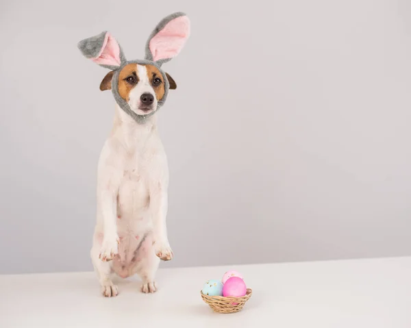Śmieszny pies Jack Russell Terrier w kostiumie królika z koszem malowanych jaj na białym tle. Katolicki symbol Wielkanocy — Zdjęcie stockowe