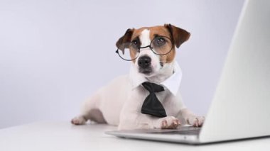 Gözlüklü ve kravatlı teriyer köpeği Jack Russell laptopta beyaz arka planda çalışır..