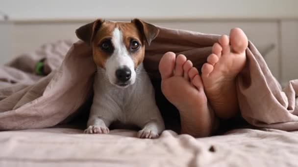 El perro se acuesta con el dueño en la cama y mira desde debajo de la manta. Descalza mujer y jack russell terrier en el dormitorio. — Vídeo de stock