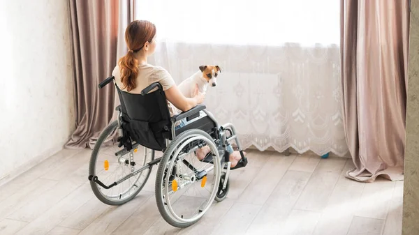 Mulher caucasiana em cadeira de rodas segurando jack russell terrier cão na frente da janela. — Fotografia de Stock