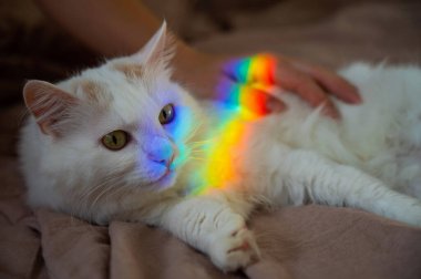 Bir kadın beyaz tüylü bir kediyi yatakta okşuyor..