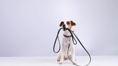 Beyaz arka planda tasması olan Jack Russell Terrier köpeği..