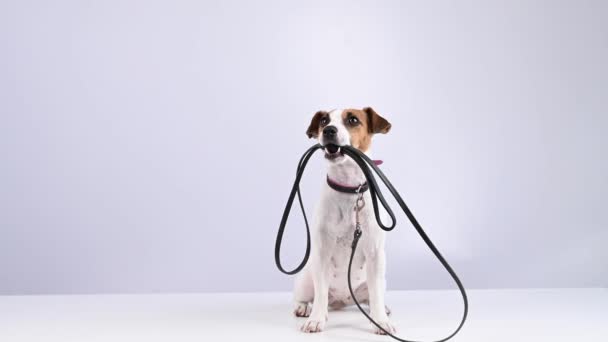Jack Russell terrier perro sosteniendo una correa sobre un fondo blanco. — Vídeos de Stock