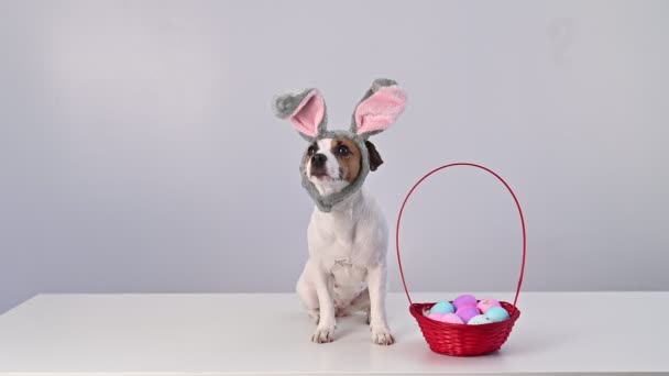Джек Рассел терьер в кроличьих ушах с корзиной окрашенных пасхальных яиц на белом фоне. Традиционный католический праздник — стоковое видео