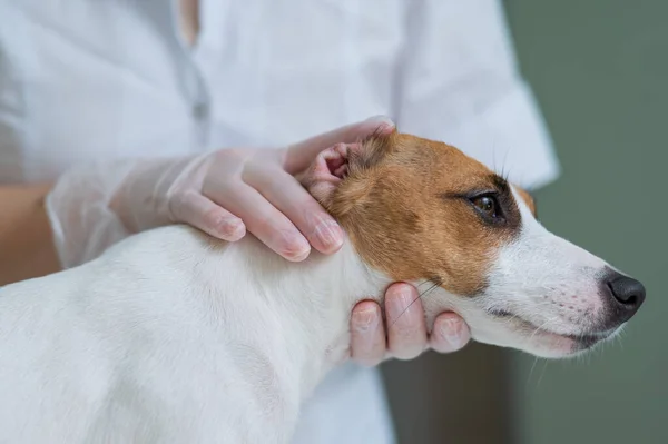 O veterinário examina as orelhas dos cães. Jack Russell Terrier Orelha Alergia. — Fotografia de Stock