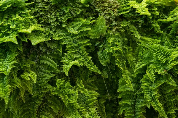 Close-up of a green fern wall. Cozy landscaping at home.