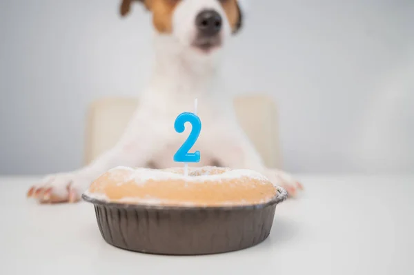 Jack russell terrier in un berretto festivo da una torta con una candela su uno sfondo bianco. Il cane festeggia il suo secondo compleanno — Foto Stock