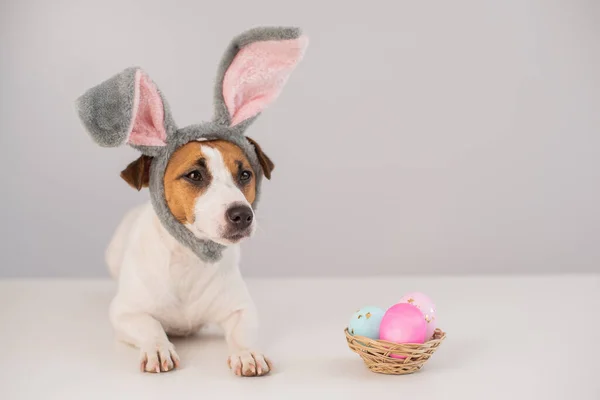 Câine amuzant Jack Russell Terrier într-un costum de iepure cu un coș de ouă pictate pe un fundal alb. Simbolul Paștelui catolic — Fotografie, imagine de stoc