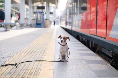 Jack Russell Terrier köpeği tren istasyonunda tek başına oturuyor..